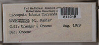 Reticularia lobata image